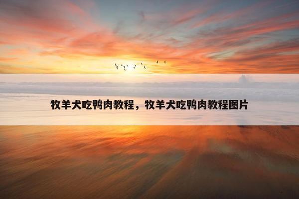 牧羊犬吃鸭肉教程,牧羊犬吃鸭肉教程图片 牧羊犬吃鸭肉教程,牧羊犬吃鸭肉教程图片