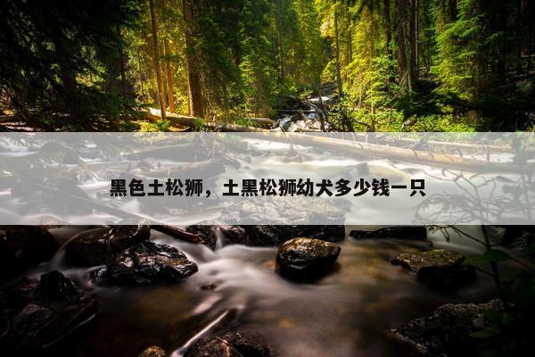 黑色土松狮，土黑松狮幼犬多少钱一只