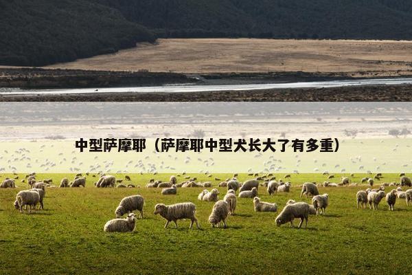 中型萨摩耶（萨摩耶中型犬长大了有多重）