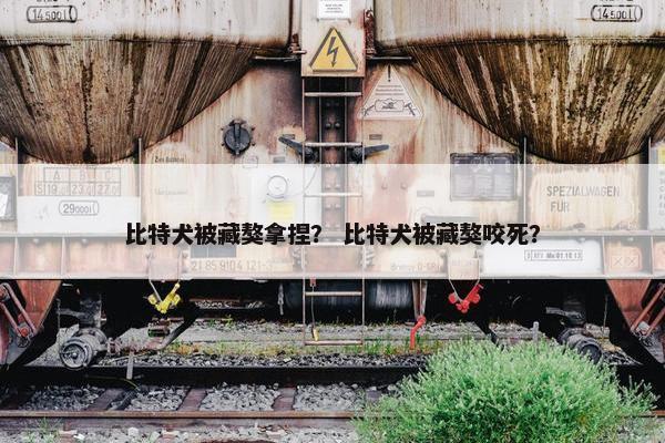 比特犬被藏獒拿捏？ 比特犬被藏獒咬死？