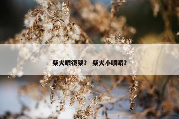 柴犬眼镜架？ 柴犬小眼睛？