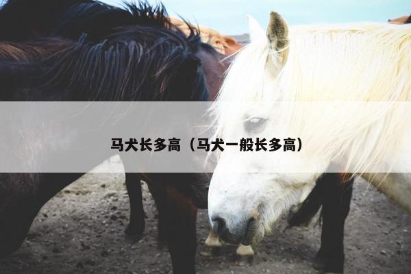 马犬长多高(马犬一般长多高) 马犬长多高(马犬一般长多高)