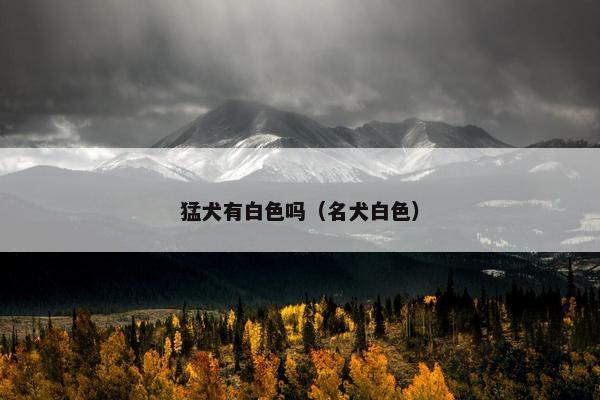 猛犬有白色吗（名犬白色）