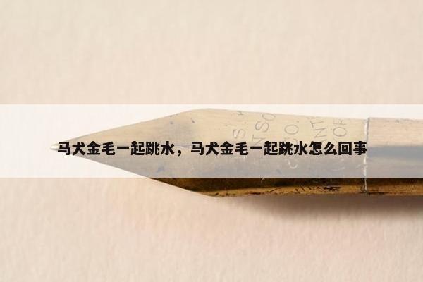 马犬金毛一起跳水，马犬金毛一起跳水怎么回事