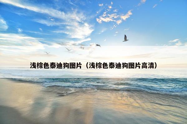 浅棕色泰迪狗图片（浅棕色泰迪狗图片高清）