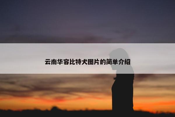 云南华容比特犬图片的简单介绍