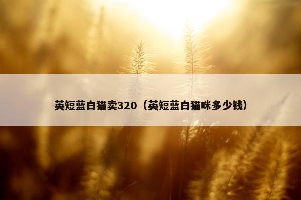 英短蓝白猫卖320（英短蓝白猫咪多少钱）