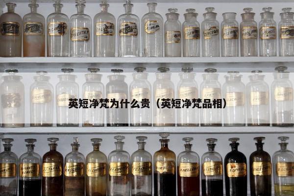 英短净梵为什么贵(英短净梵品相)