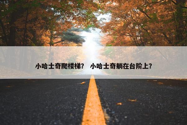 小哈士奇爬楼梯? 小哈士奇躺在台阶上? 小哈士奇爬楼梯? 小哈士奇躺在台阶上?