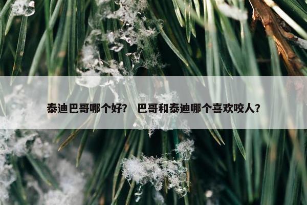 泰迪巴哥哪个好? 巴哥和泰迪哪个喜欢咬人? 泰迪巴哥哪个好? 巴哥和泰迪哪个喜欢咬人?