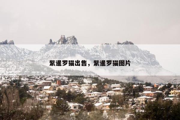 紫暹罗猫出售，紫暹罗猫图片