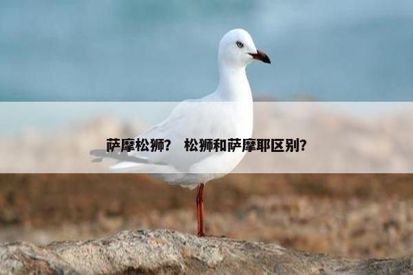 萨摩松狮？ 松狮和萨摩耶区别？