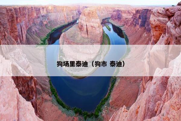 狗场里泰迪（狗市 泰迪）