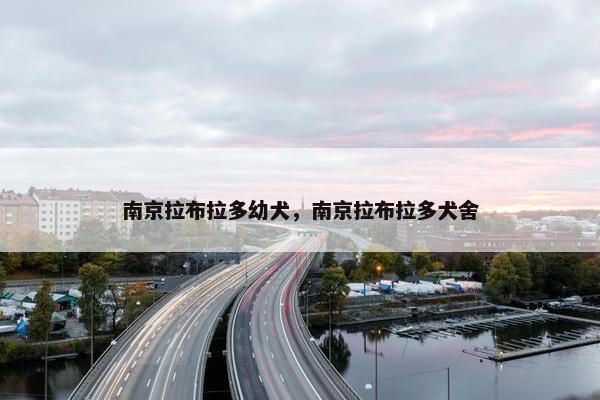 南京拉布拉多幼犬，南京拉布拉多犬舍