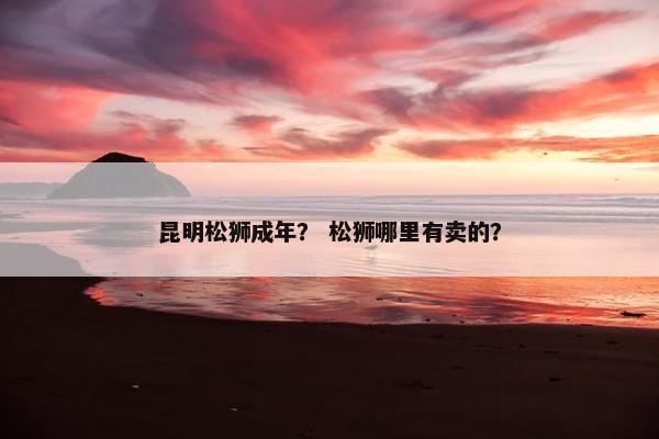 昆明松狮成年？ 松狮哪里有卖的？