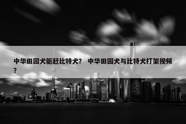 中华田园犬驱赶比特犬？ 中华田园犬与比特犬打架视频？
