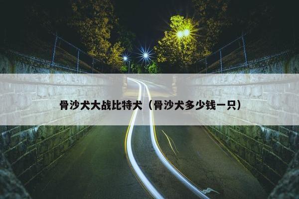 骨沙犬大战比特犬（骨沙犬多少钱一只）