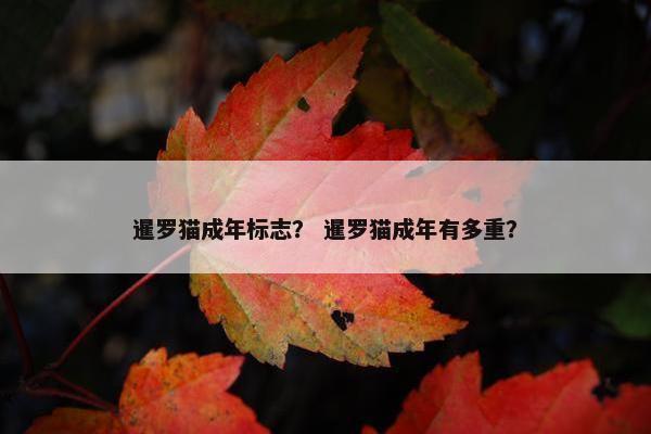 暹罗猫成年标志？ 暹罗猫成年有多重？