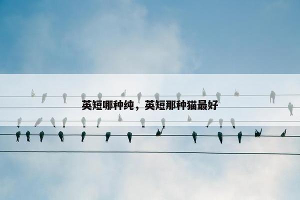 英短哪种纯，英短那种猫最好