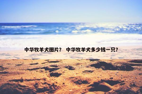 中华牧羊犬图片？ 中华牧羊犬多少钱一只？