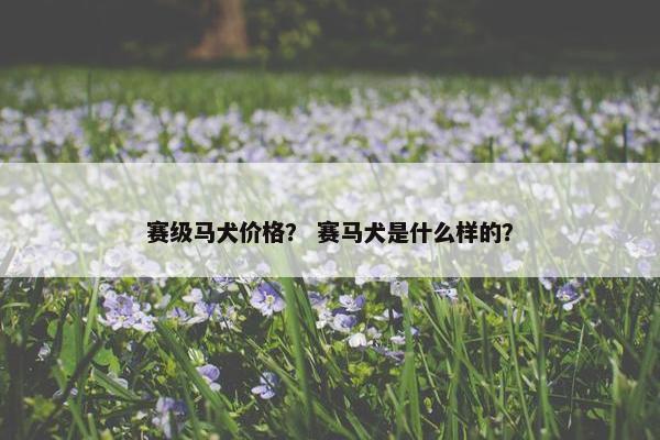 赛级马犬价格？ 赛马犬是什么样的？