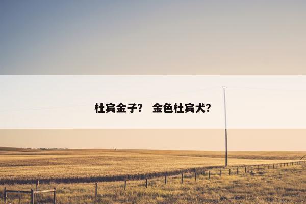 杜宾金子? 金色杜宾犬?