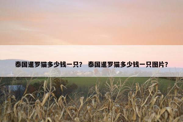 泰国暹罗猫多少钱一只？ 泰国暹罗猫多少钱一只图片？