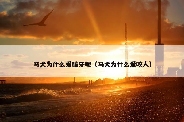 马犬为什么爱磕牙呢（马犬为什么爱咬人）
