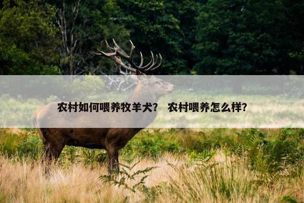 农村如何喂养牧羊犬？ 农村喂养怎么样？