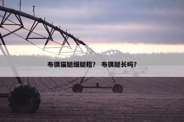 布偶猫腿细腿粗？ 布偶腿长吗？