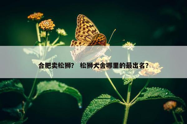 合肥卖松狮？ 松狮犬舍哪里的最出名？