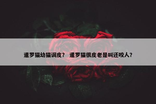 暹罗猫幼猫调皮？ 暹罗猫很皮老是叫还咬人？