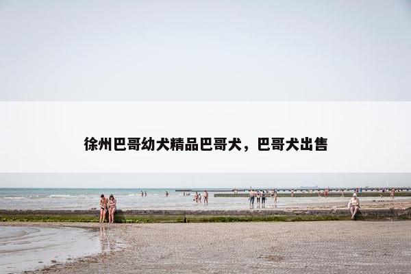 徐州巴哥幼犬精品巴哥犬，巴哥犬出售