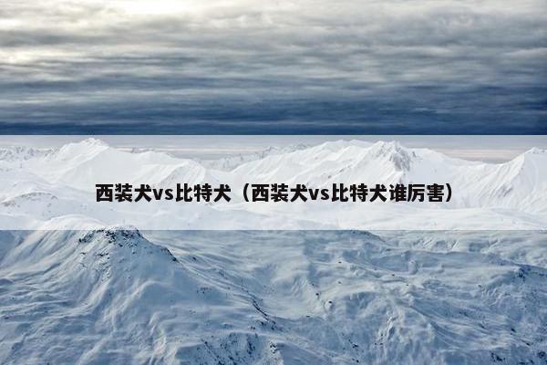 西装犬vs比特犬(西装犬vs比特犬谁厉害)