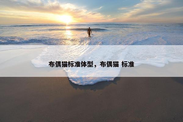 布偶猫标准体型，布偶猫 标准