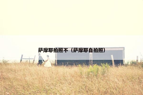 萨摩耶拍照不（萨摩耶自拍照）