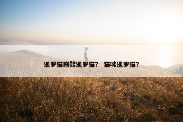 暹罗猫拖鞋暹罗猫? 猫咪暹罗猫?