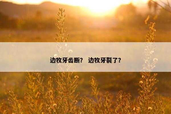边牧牙齿断? 边牧牙裂了? 边牧牙齿断? 边牧牙裂了?
