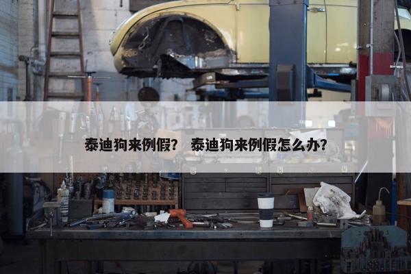 泰迪狗来例假? 泰迪狗来例假怎么办?