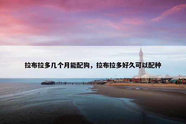 拉布拉多几个月能配狗,拉布拉多好久可以配种 拉布拉多几个月能配狗,拉布拉多好久可以配种