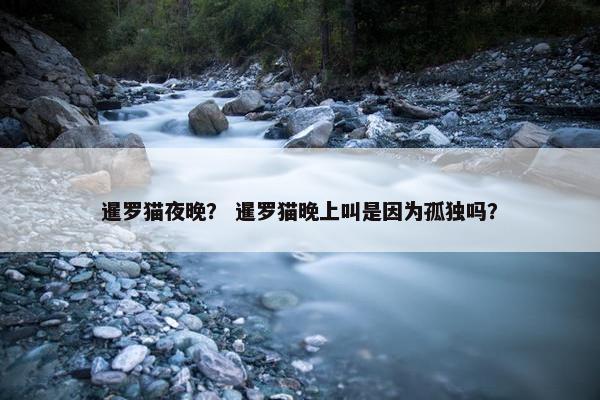 暹罗猫夜晚？ 暹罗猫晚上叫是因为孤独吗？