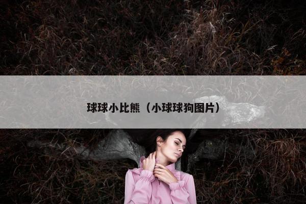 球球小比熊（小球球狗图片）