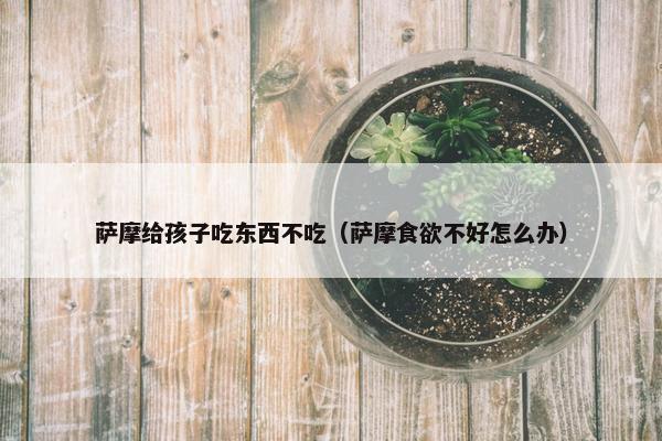 萨摩给孩子吃东西不吃（萨摩食欲不好怎么办）