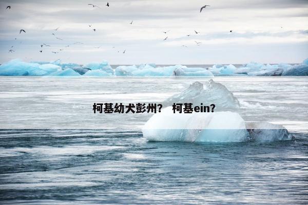 柯基幼犬彭州? 柯基ein?