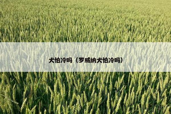 犬怕冷吗（罗威纳犬怕冷吗）