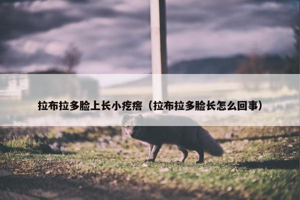 拉布拉多脸上长小疙瘩(拉布拉多脸长怎么回事)