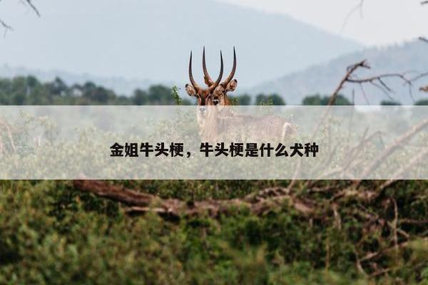 金姐牛头梗，牛头梗是什么犬种