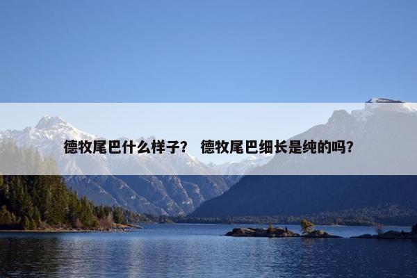 德牧尾巴什么样子？ 德牧尾巴细长是纯的吗？