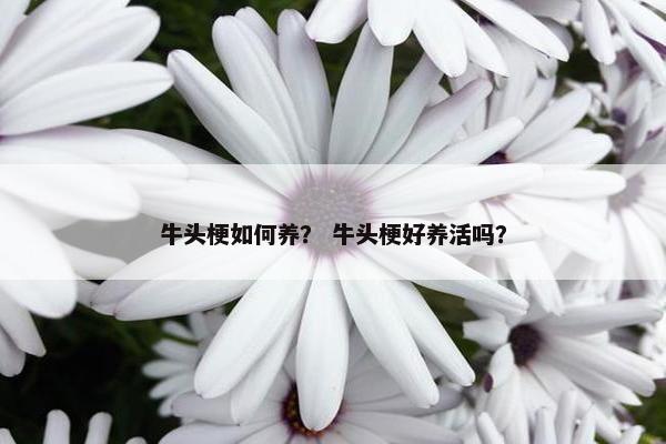 牛头梗如何养？ 牛头梗好养活吗？