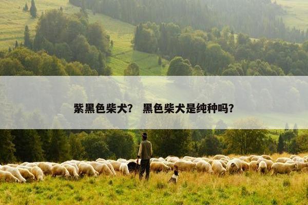 紫黑色柴犬? 黑色柴犬是纯种吗?